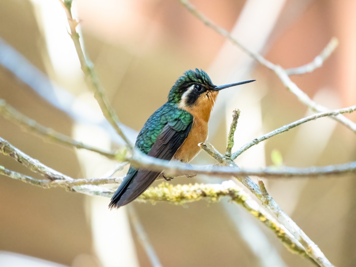 Colibrí Gorjipúrpura - ML532790081