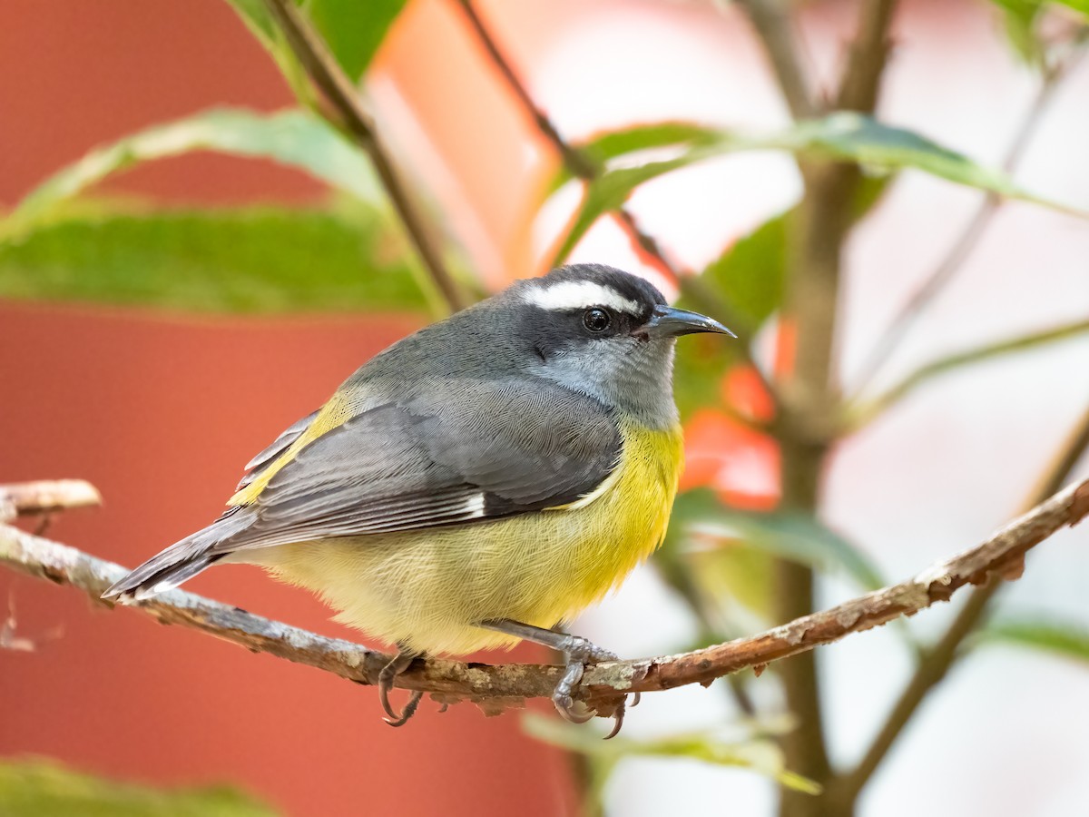 Bananaquit - ML532790101