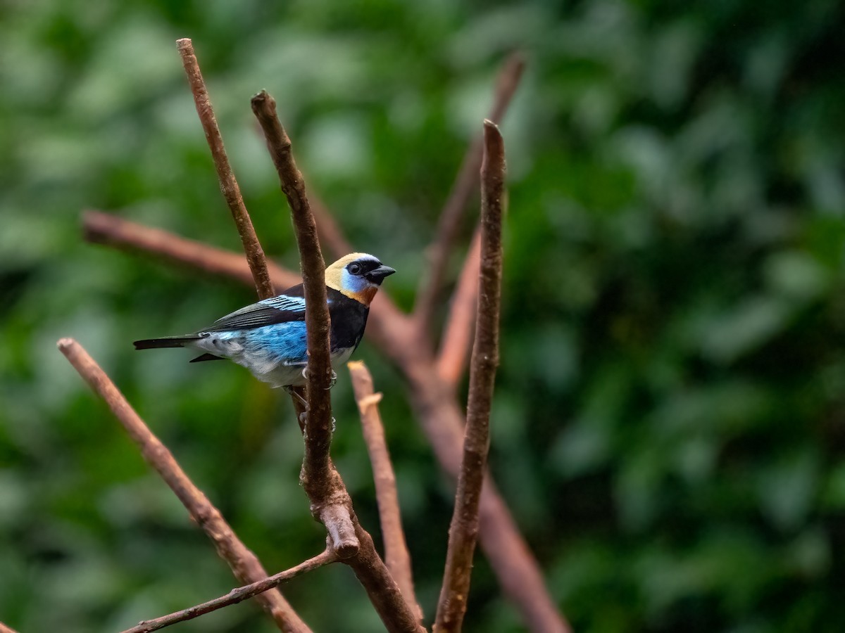 Golden-hooded Tanager - ML532790481