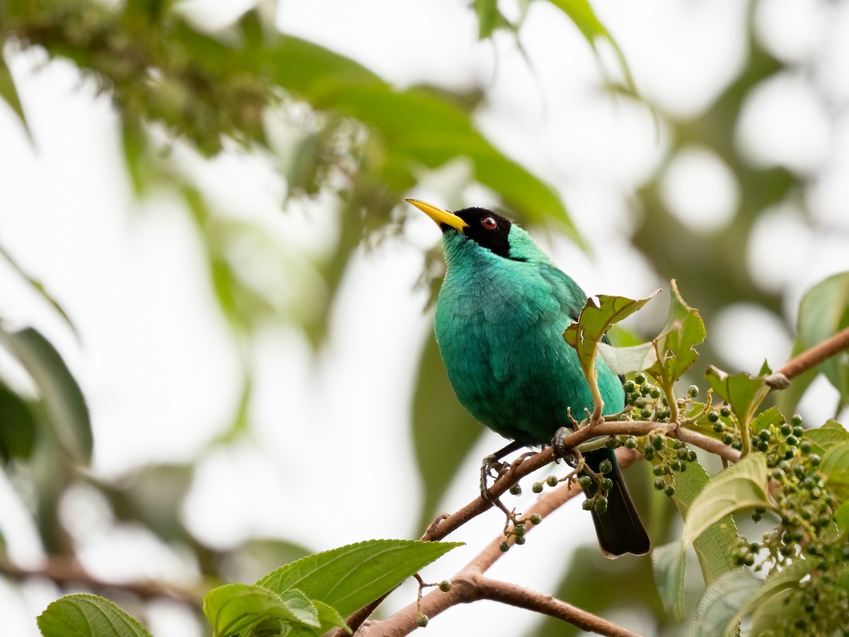 Green Honeycreeper - ML532790541