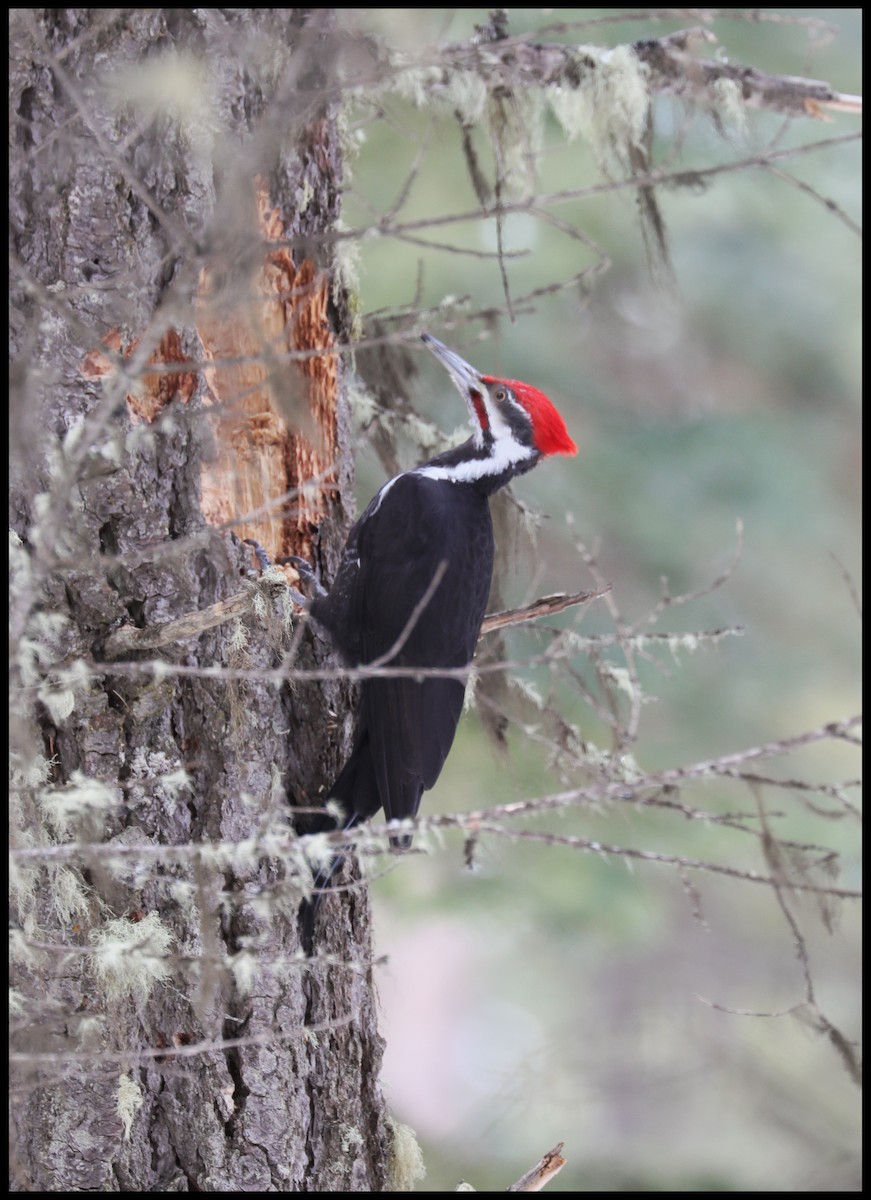 Pileated Woodpecker - ML532790701