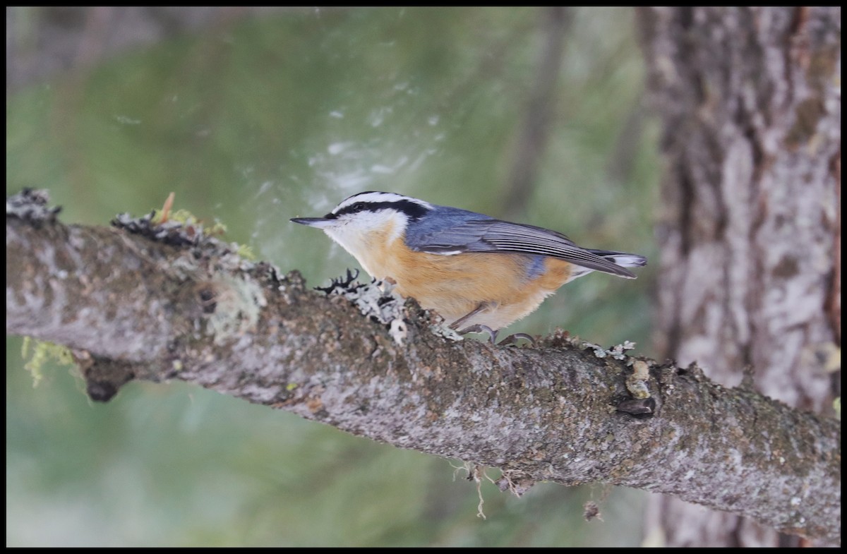 Red-breasted Nuthatch - ML532790801