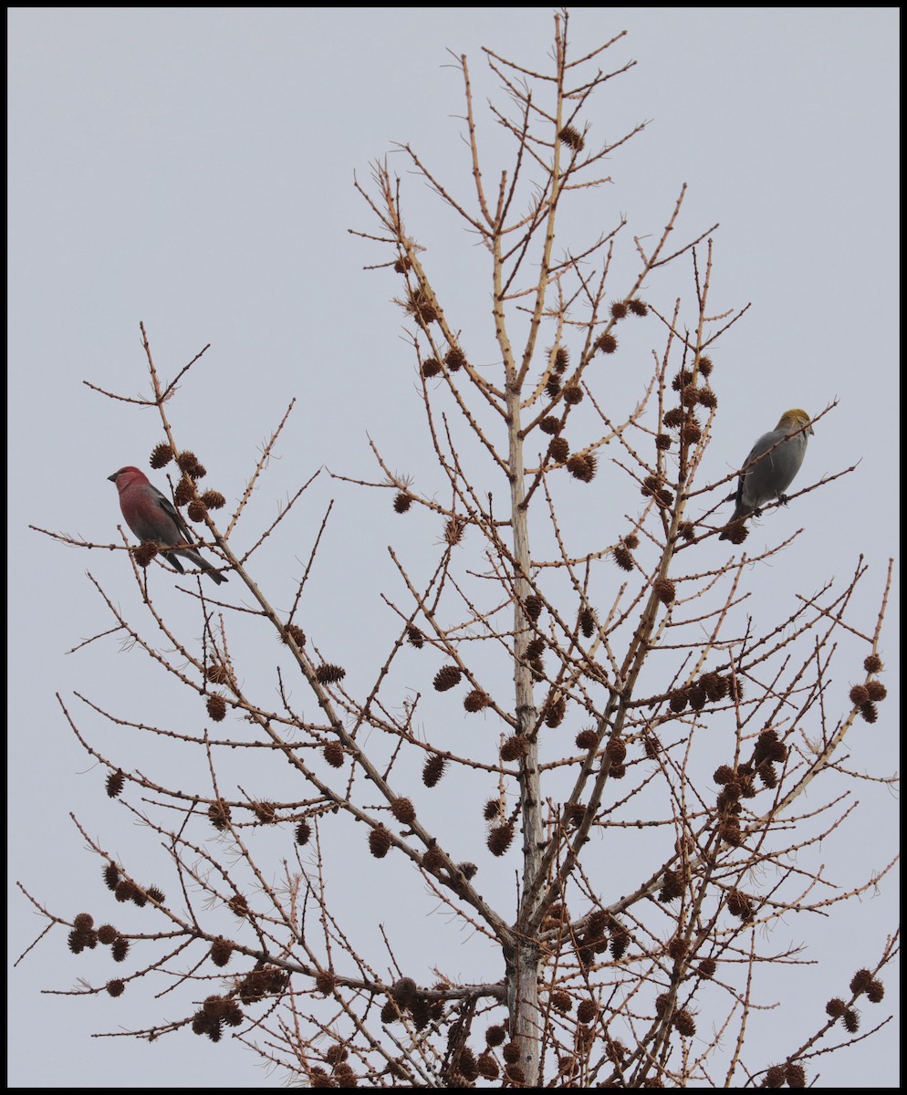 Pine Grosbeak - ML532790931