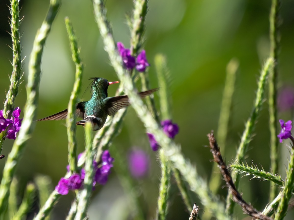 Black-crested Coquette - ML532790991