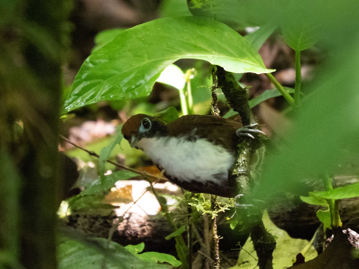 Bicolored Antbird - ML532791051