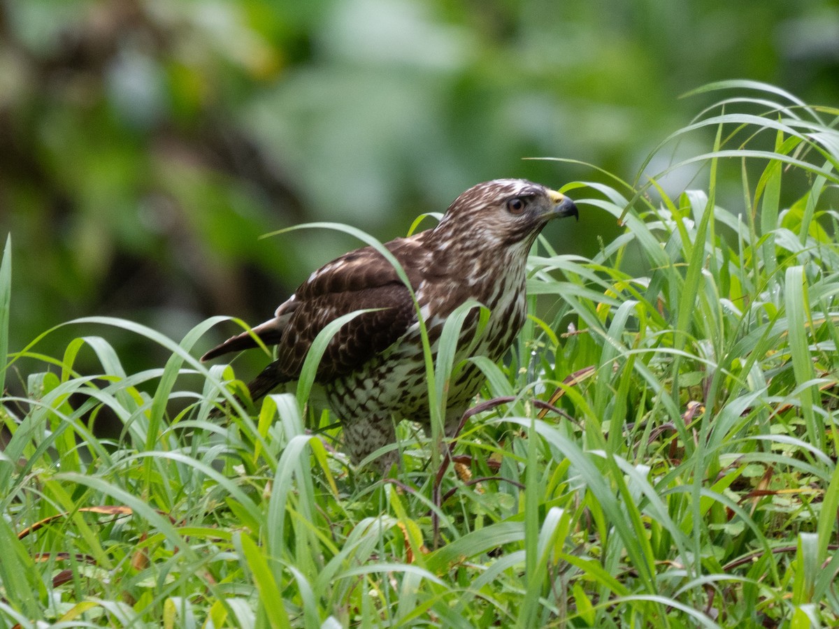 Broad-winged Hawk - ML532791151