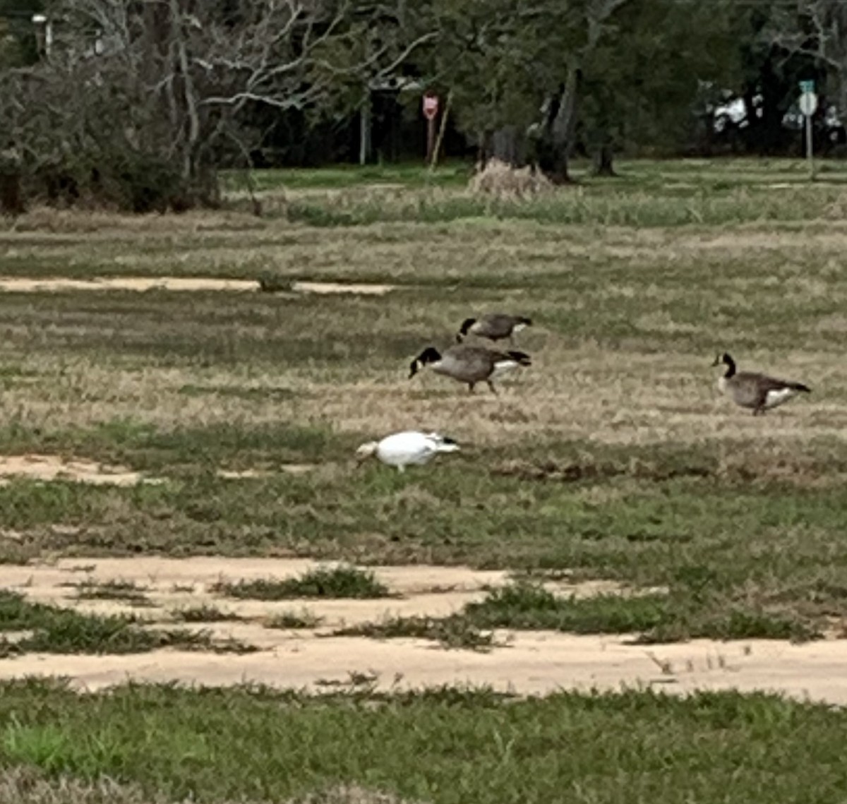 Snow Goose - ML532791191