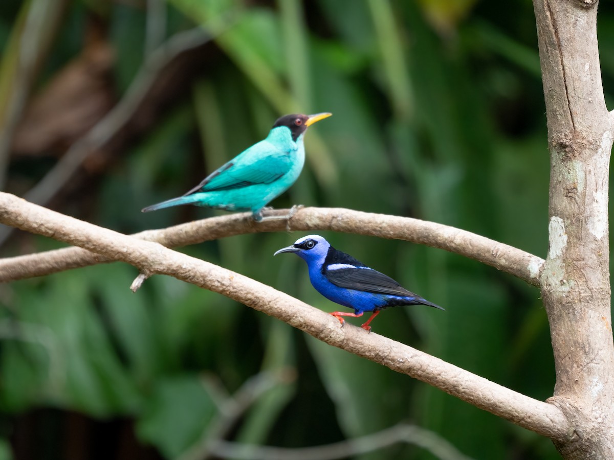 Red-legged Honeycreeper - ML532791401