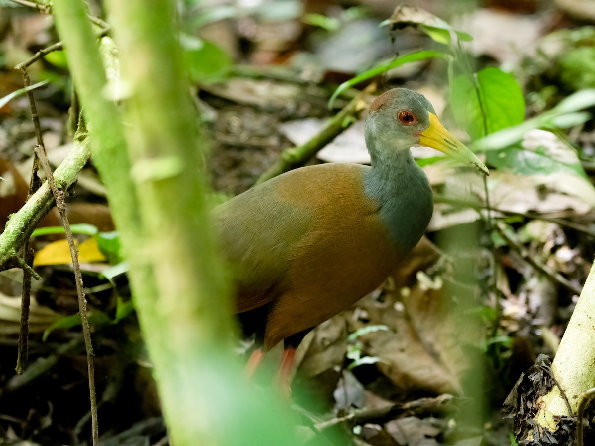 Russet-naped Wood-Rail - ML532791491