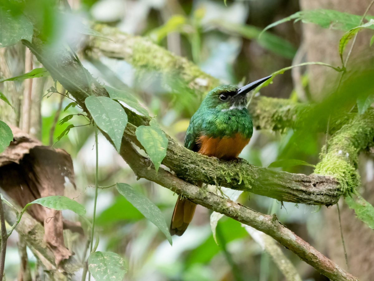 Jacamar à queue rousse - ML532791561