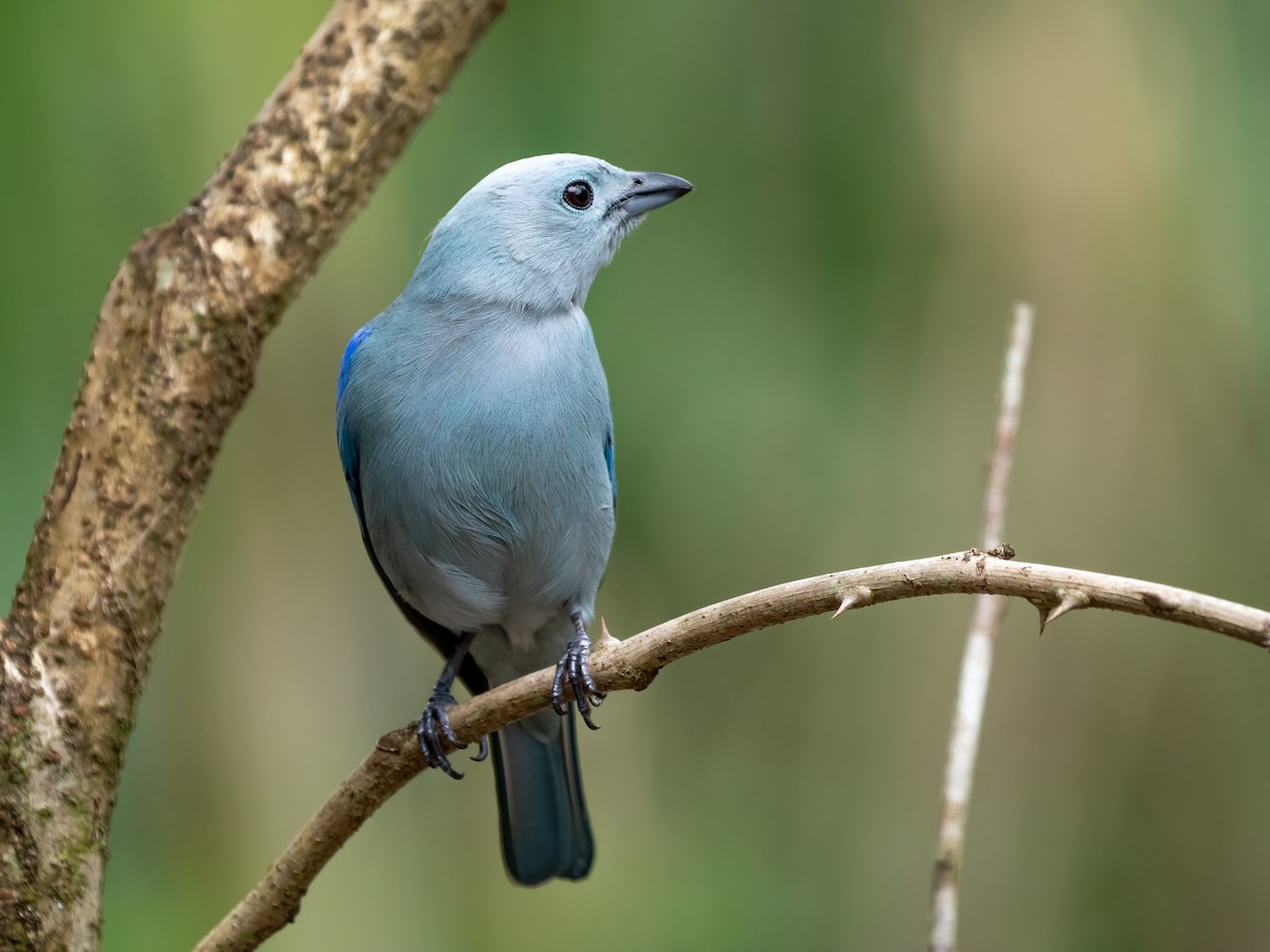 Blue-gray Tanager - ML532791611