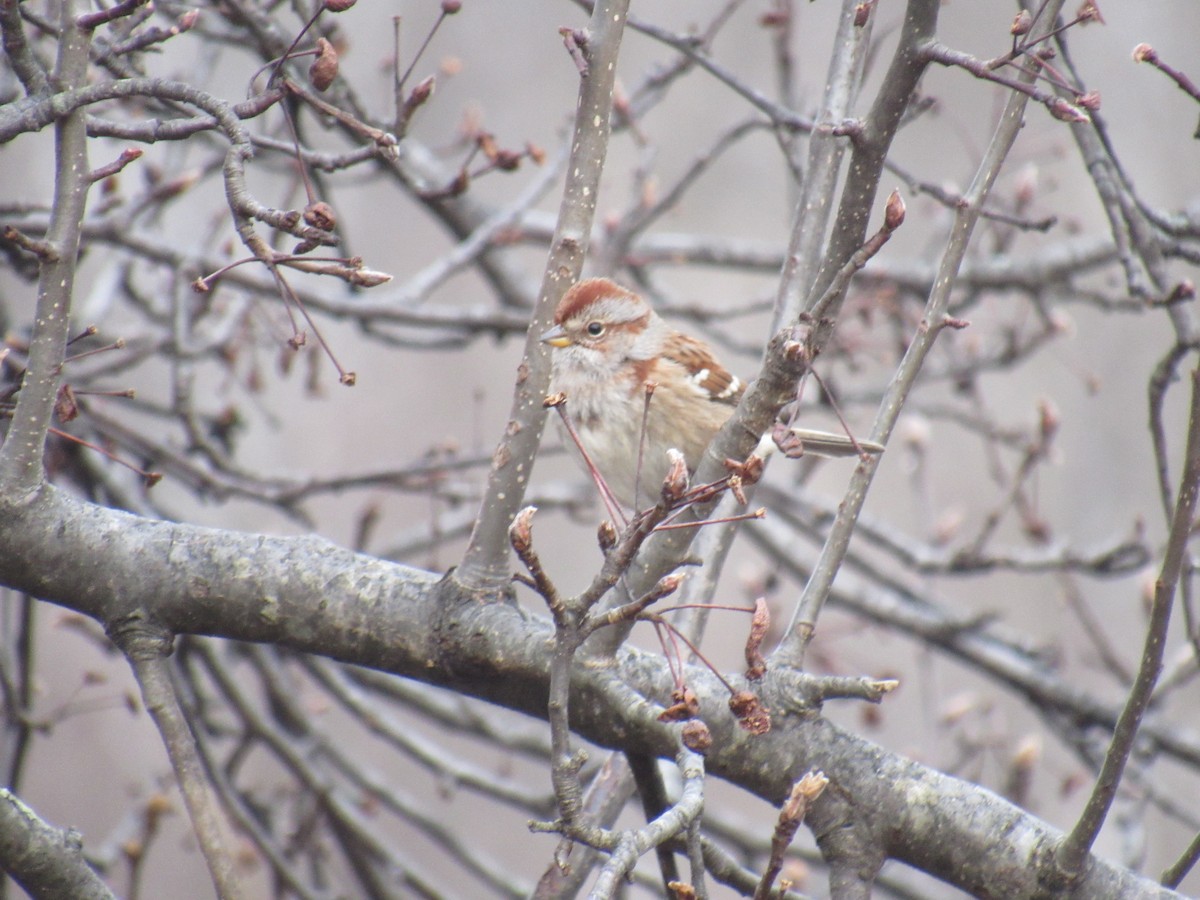 American Tree Sparrow - ML532791621