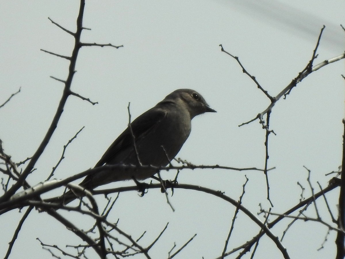 Townsend's Solitaire - ML532791811