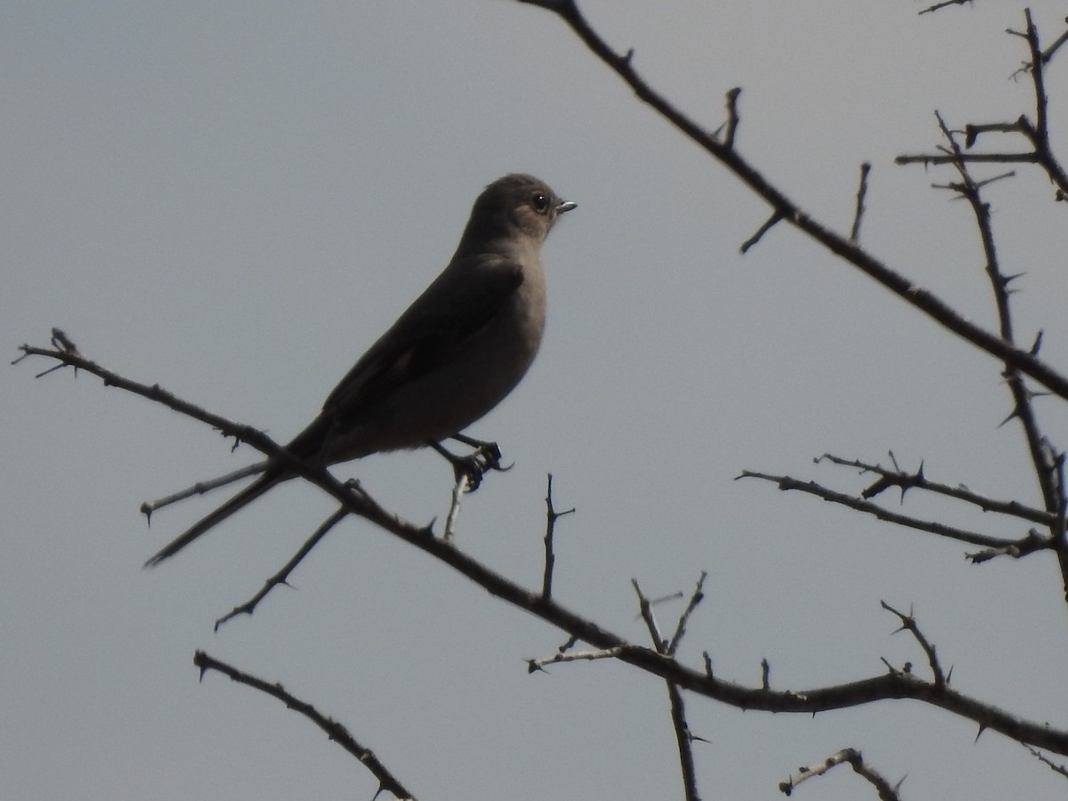 Townsend's Solitaire - ML532791821