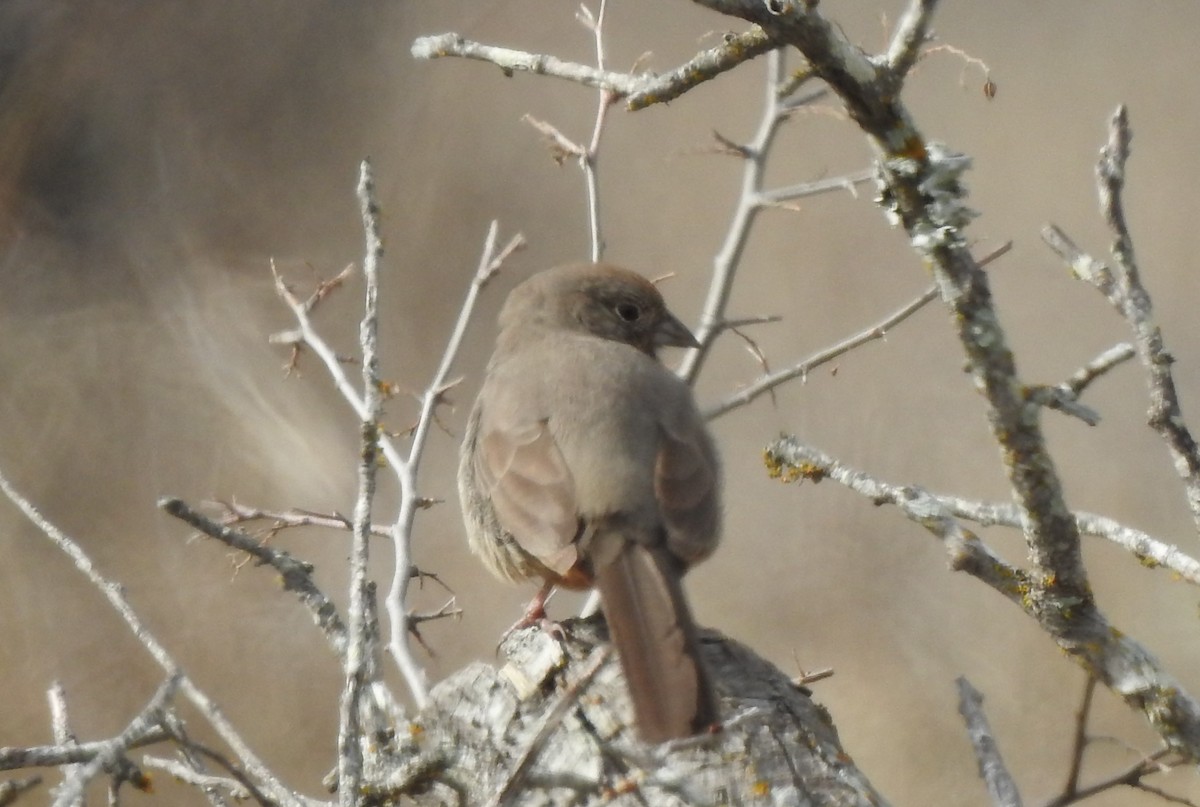 Canyon Towhee - ML532792311