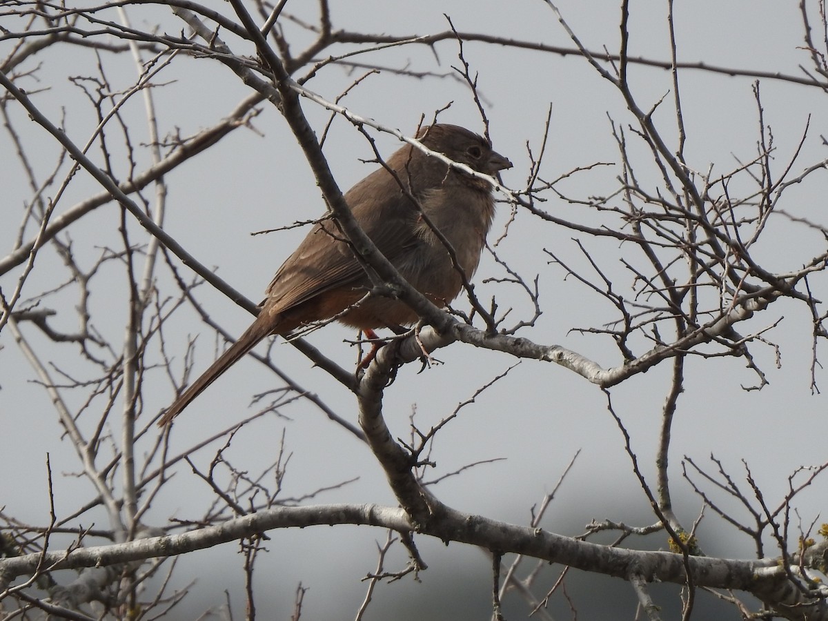 Canyon Towhee - ML532792321