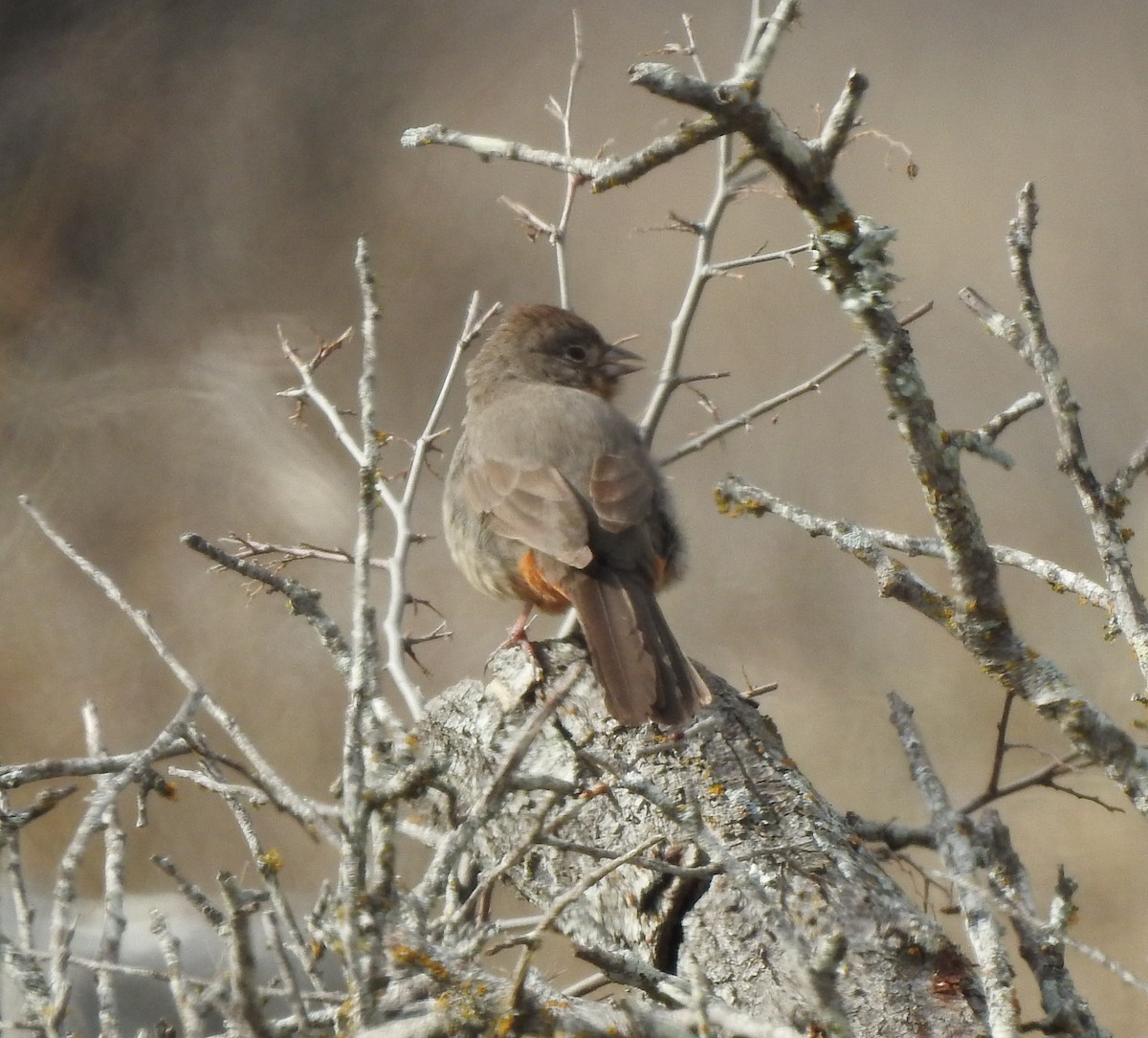 Canyon Towhee - ML532792351