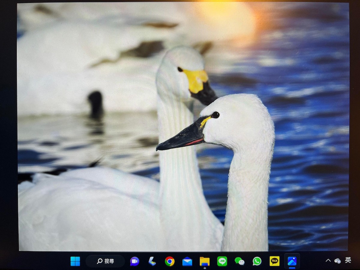 Tundra Swan (Whistling) - ML532793061