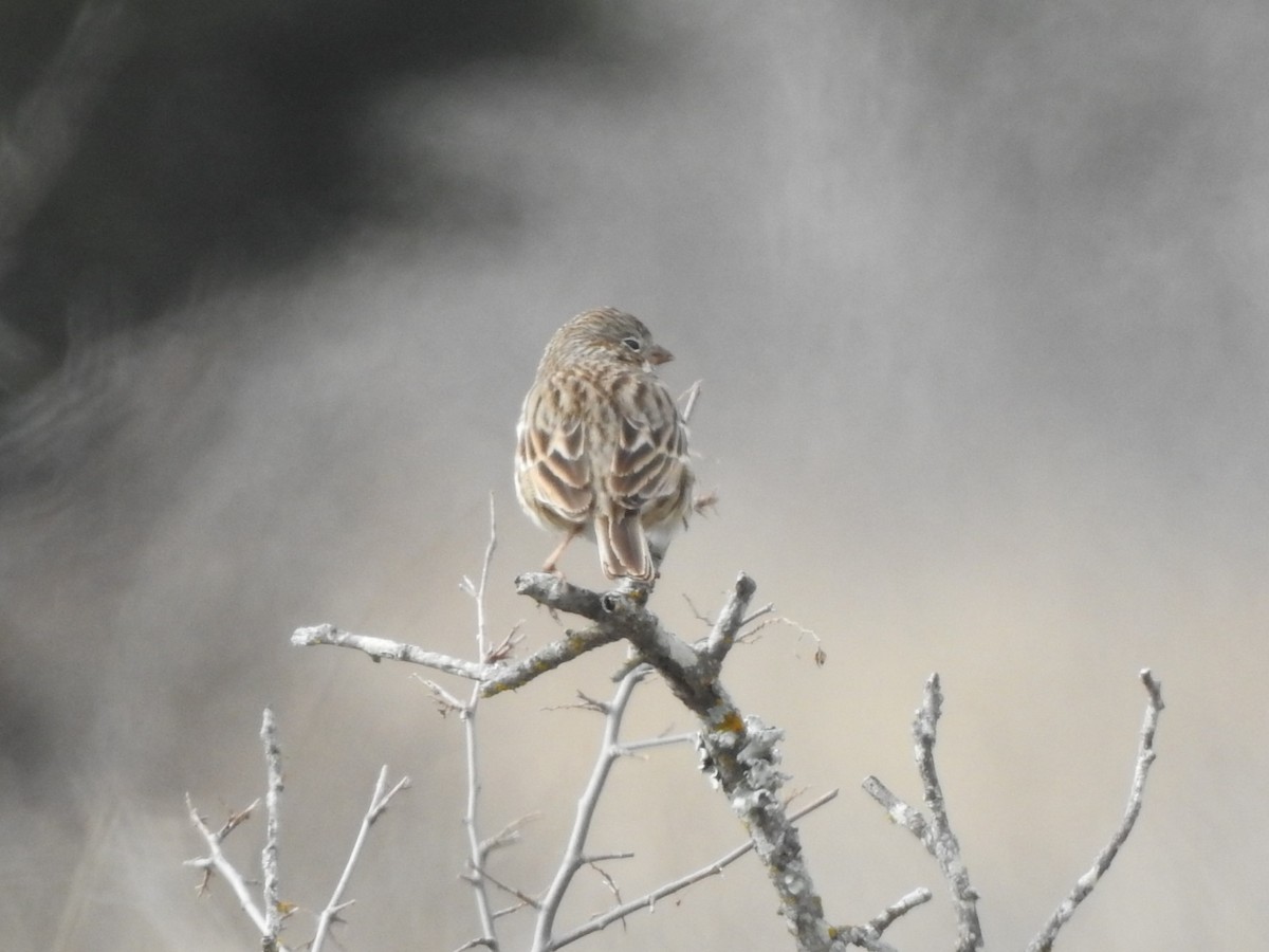 Vesper Sparrow - ML532793131