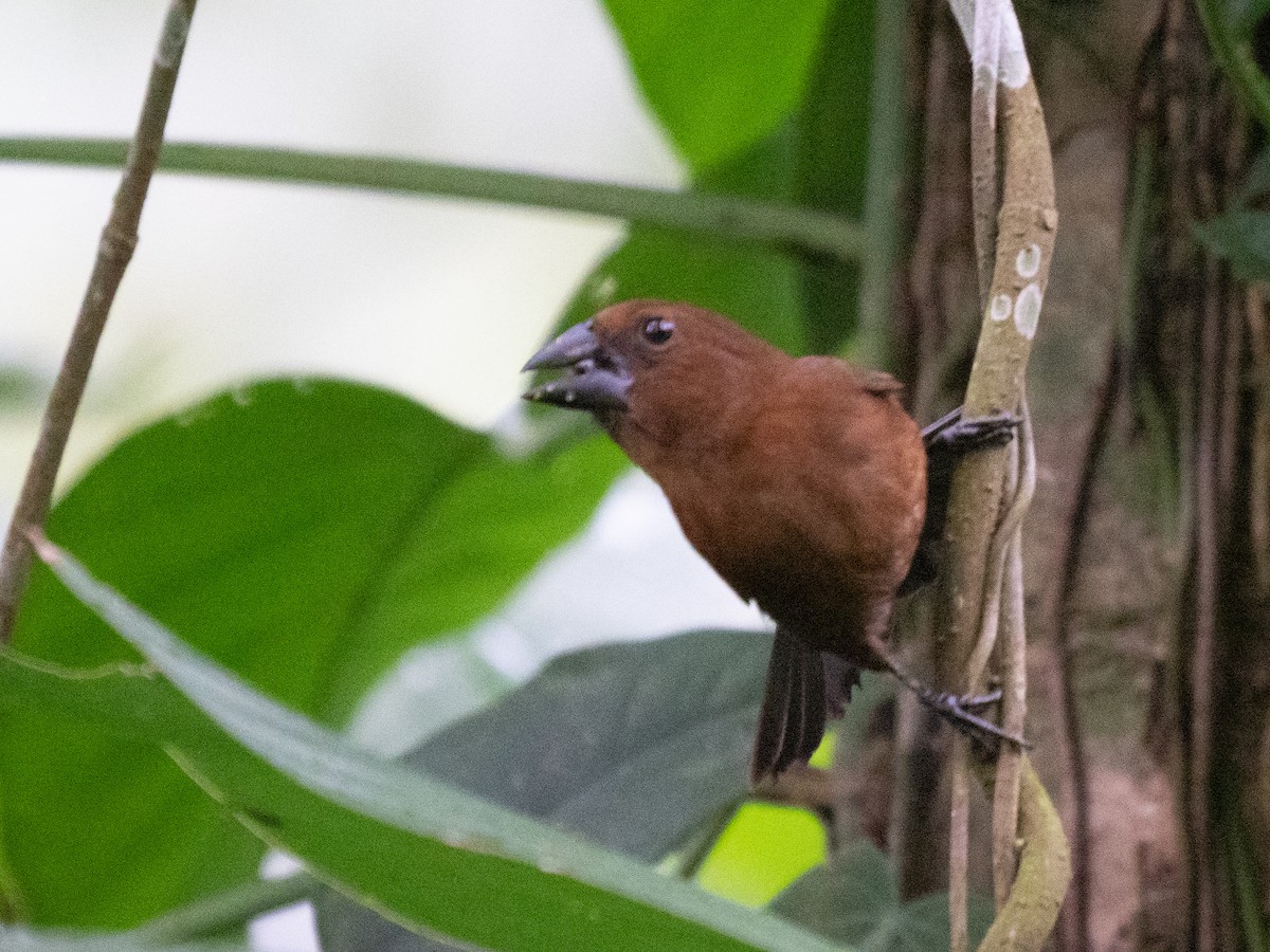 Blue-black Grosbeak - ML532793141