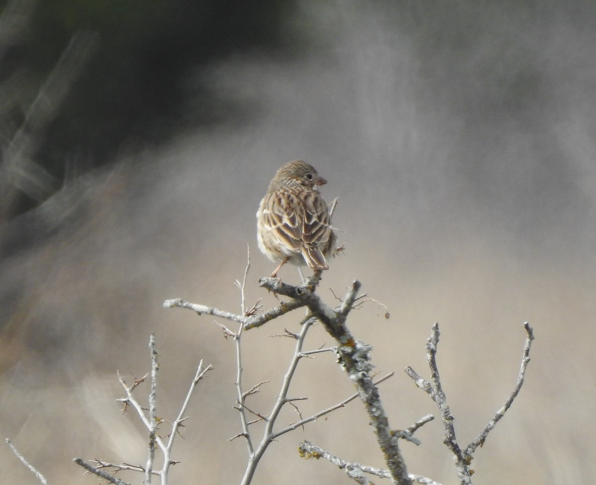 Vesper Sparrow - ML532793151
