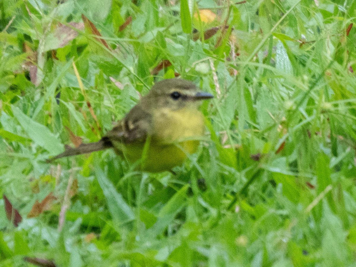 Yellow Tyrannulet - ML532793181