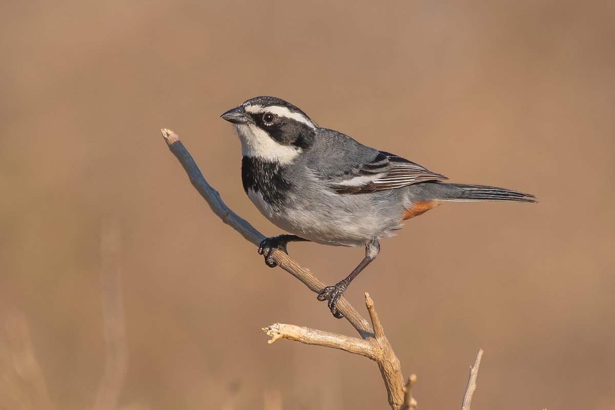 Ringed Warbling Finch - ML532793701