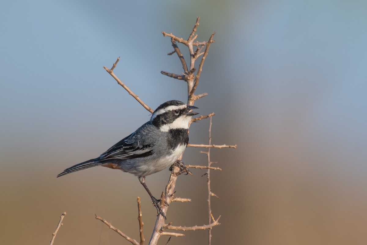 Ringed Warbling Finch - ML532793711