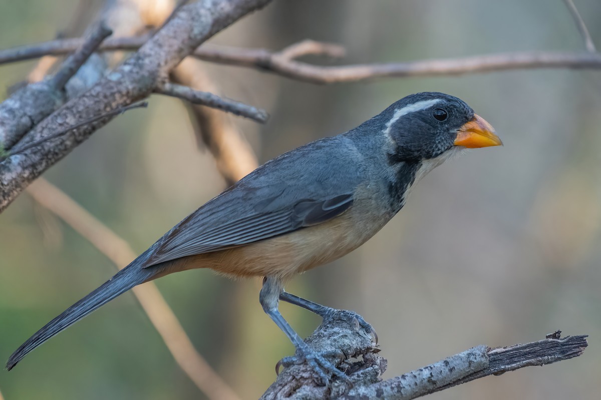 Golden-billed Saltator - ML532794221