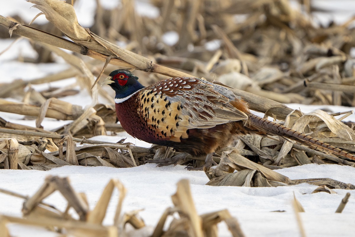 Ring-necked Pheasant - Ben Nieman