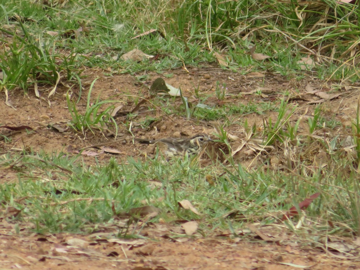 Speckled Warbler - Christine D