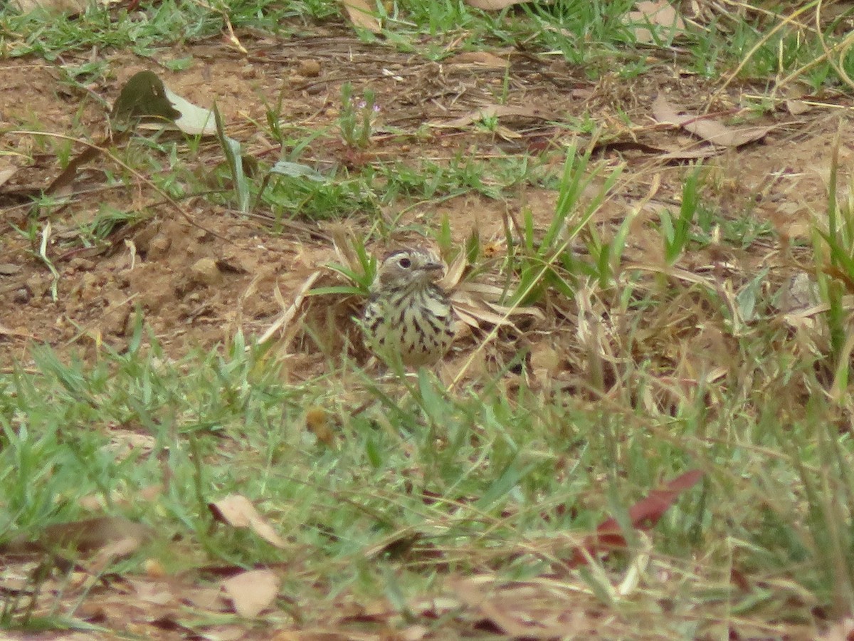 Speckled Warbler - ML532795071