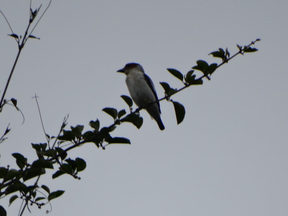 Black-crowned Tityra - ML532797401