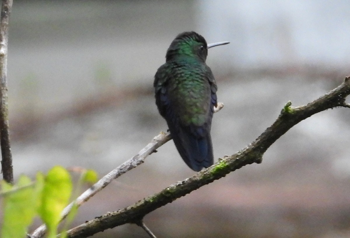 Steely-vented Hummingbird - ML532797501