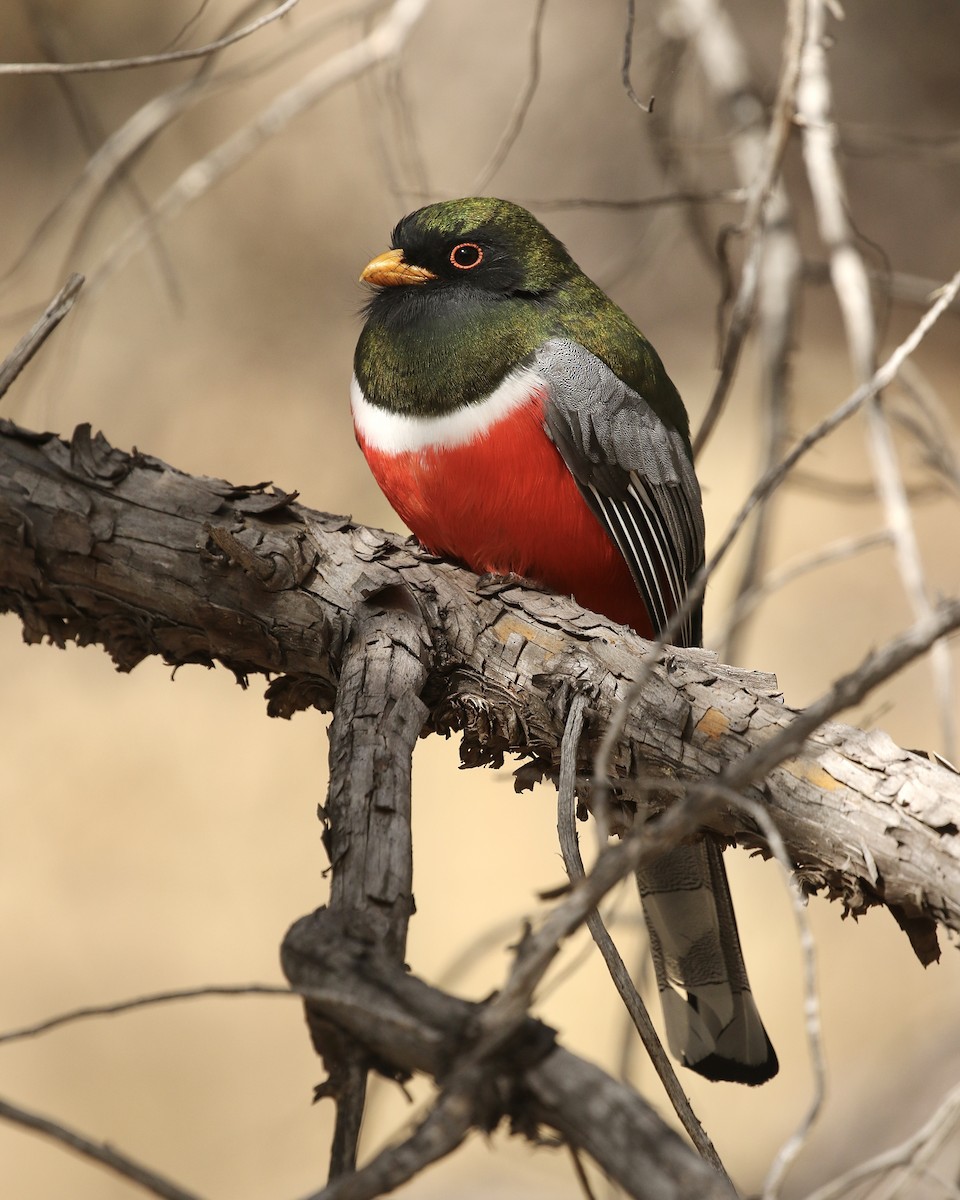 Elegant Trogon - ML532797881