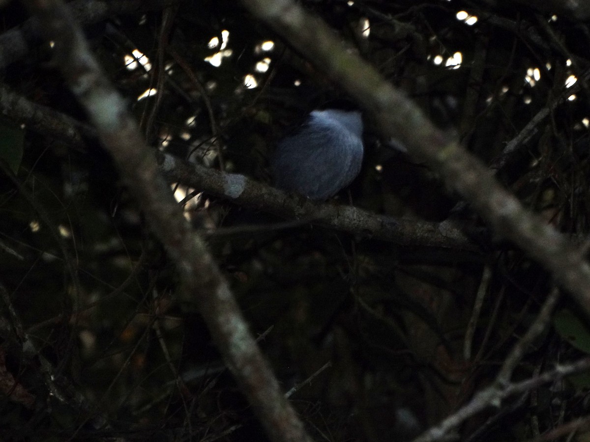 White-bearded Manakin - ML532797961