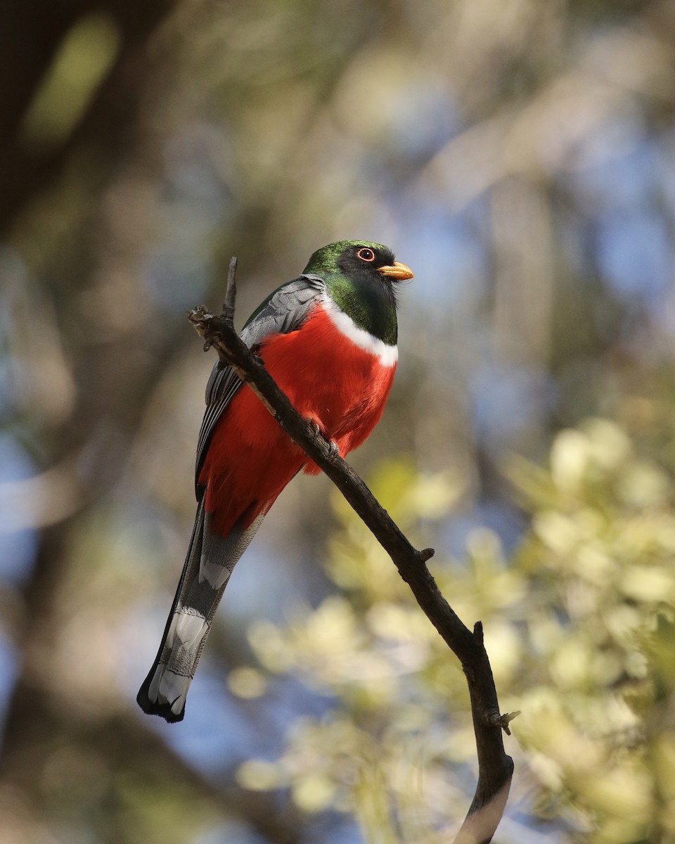 Elegant Trogon - ML532798041