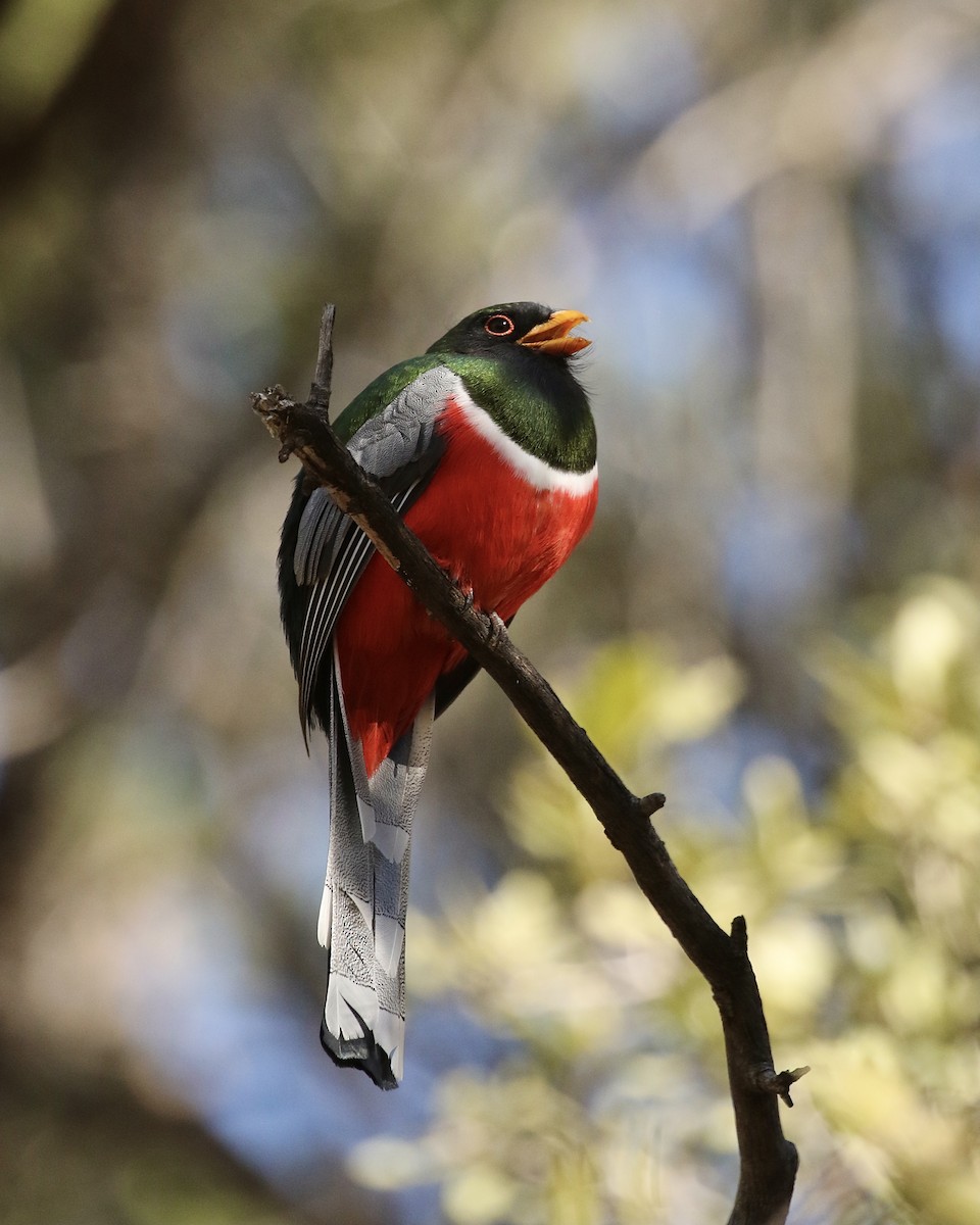 Elegant Trogon - ML532798051