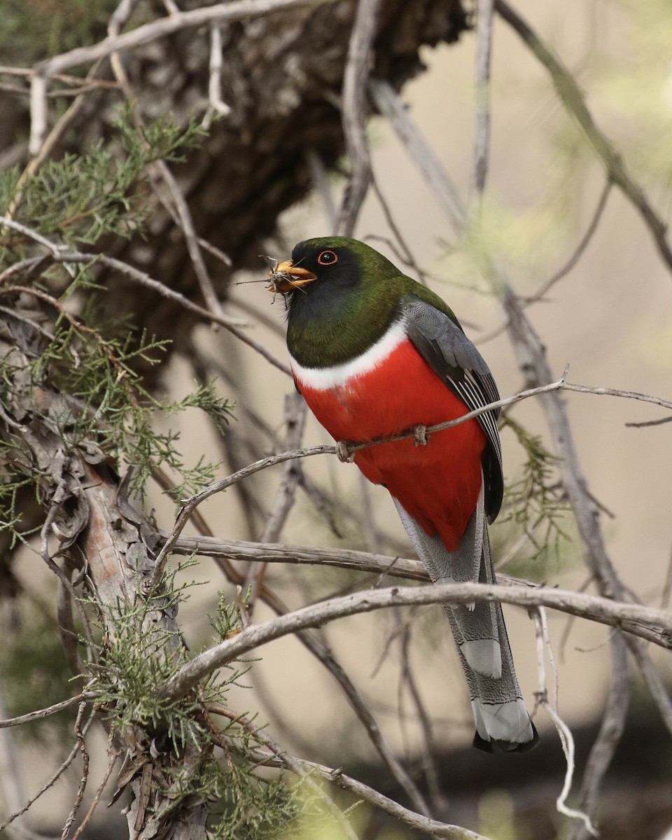 Elegant Trogon - ML532798211