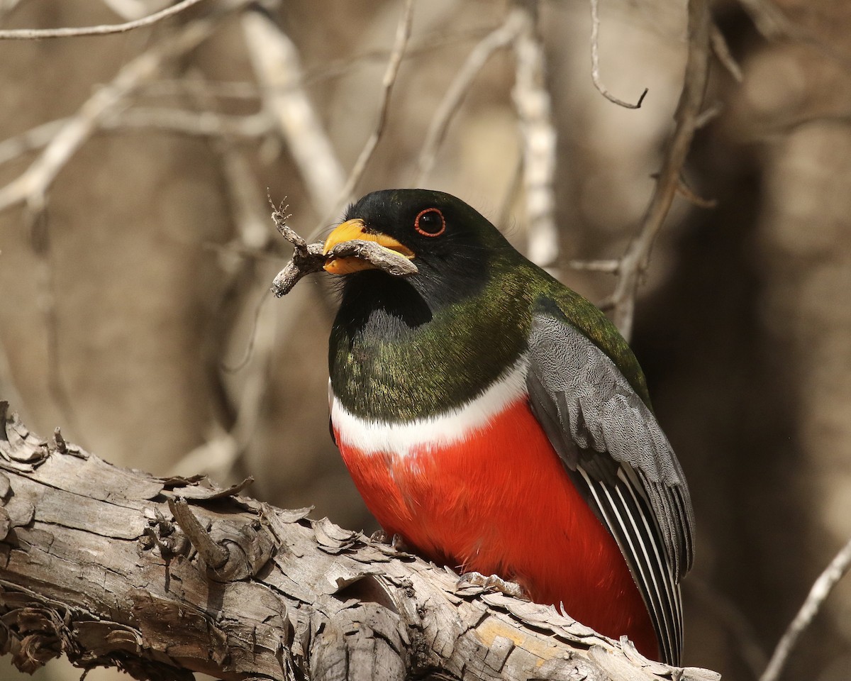 Elegant Trogon - ML532798231