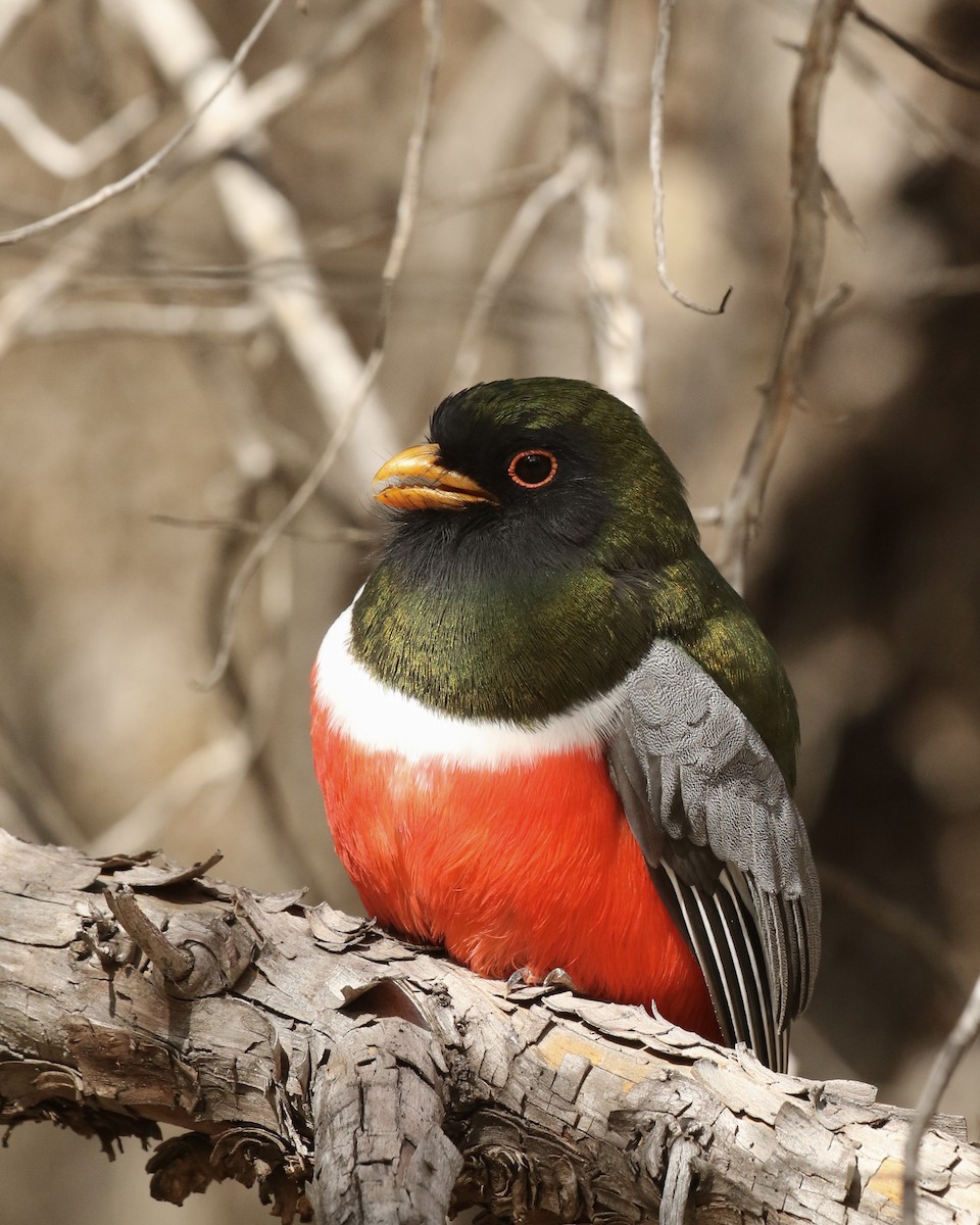 Elegant Trogon - ML532798241