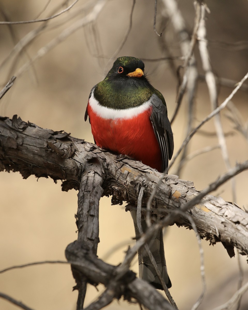 Elegant Trogon - ML532798551