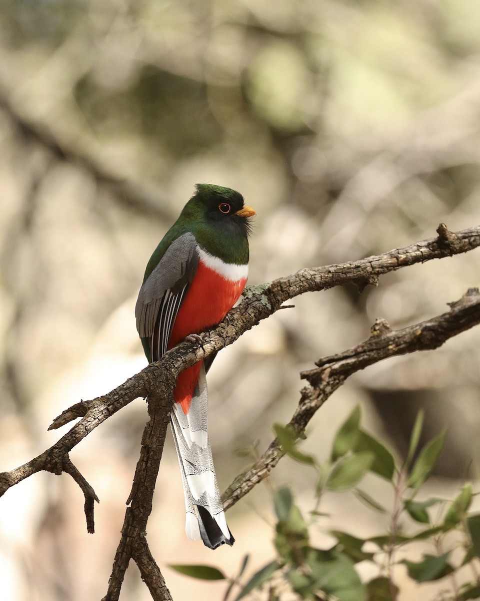 Elegant Trogon - ML532798561