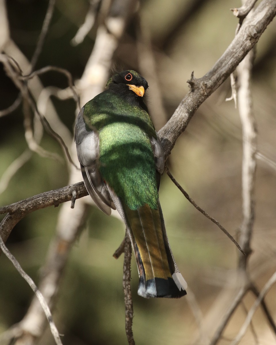 Elegant Trogon - ML532798571