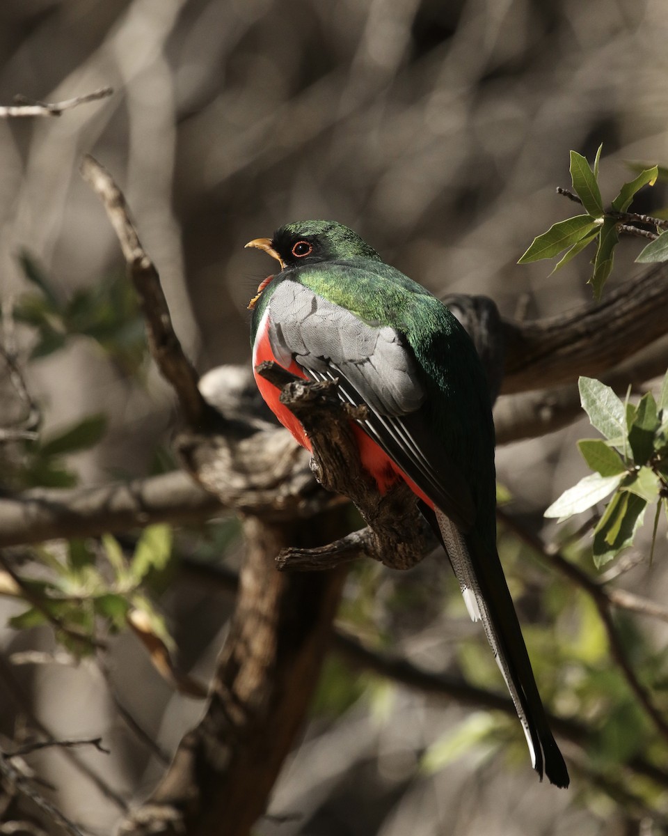 Elegant Trogon - ML532798581