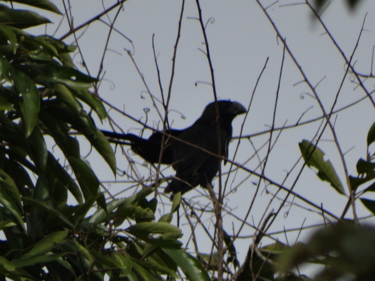 Smooth-billed Ani - ML532799571