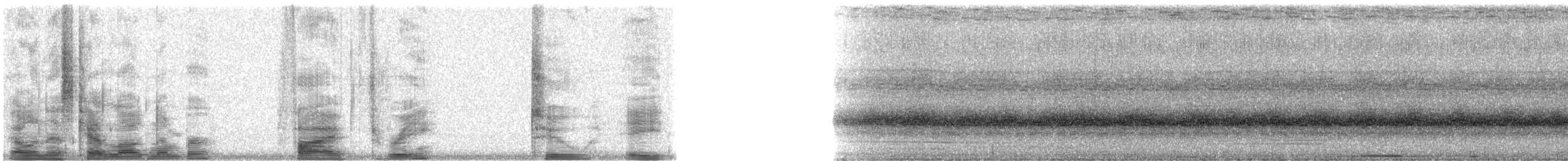 holub mikronéský - ML5328