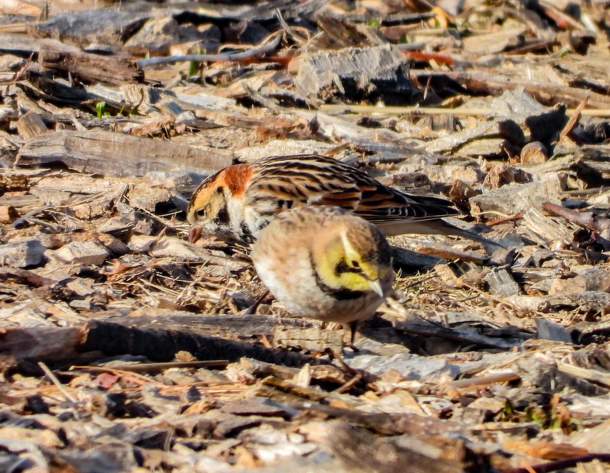 Lapland Longspur - ML532800411