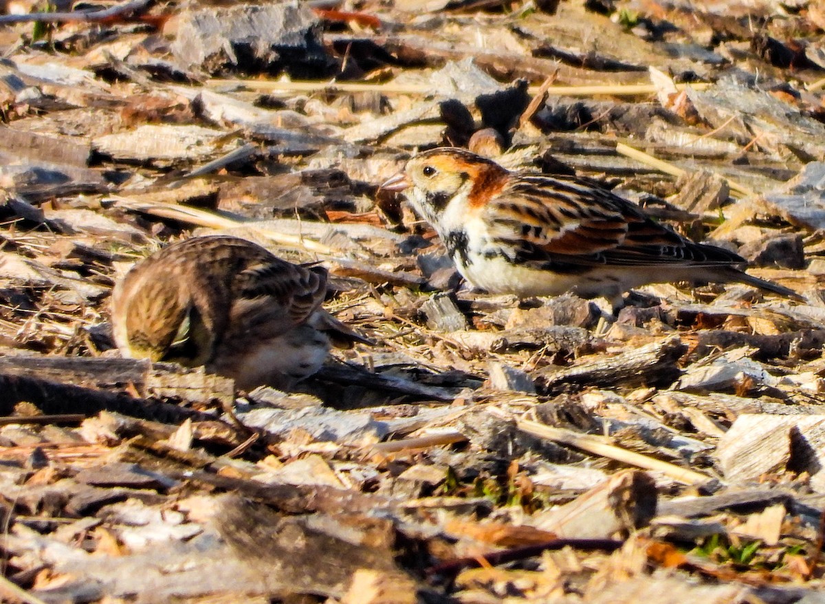 Lapland Longspur - ML532800421