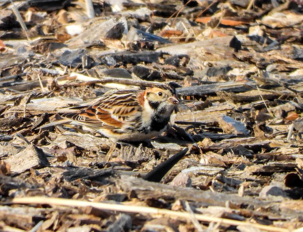 Lapland Longspur - ML532800431